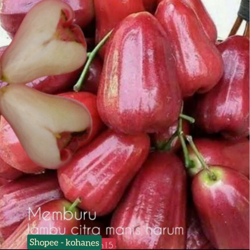 

JAMBU CITRA MERAH MANIS FRESH ( 1 KG )HRP CHAT DAHULU