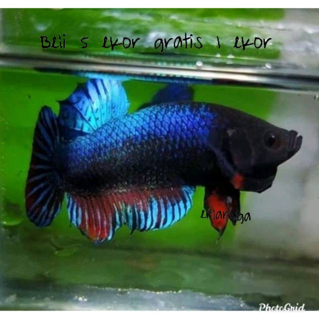 Download Jual Ikan Cupang Blue Rim Di Medan Images