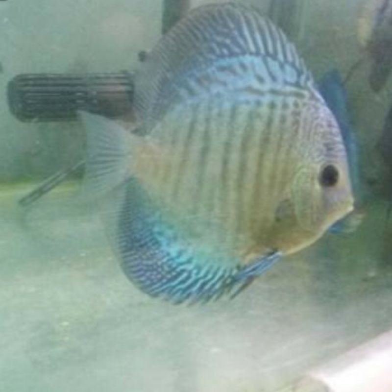 discus blue Scorpion aquasqape