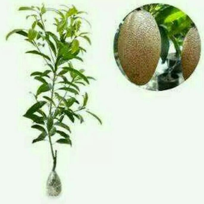 NY@R TANAMAN SAWO MENTIMUN BIBIT BUAH UNGGUL R%
