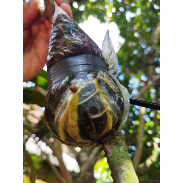 bibit fresh cangkok sawo vanila