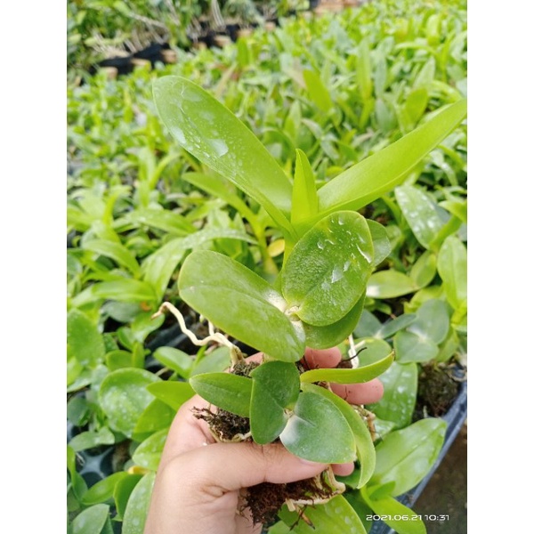 Seedling Anggrek Dendrobium Melintir/Dendrobium keriting/Bibit Dendro Keriting