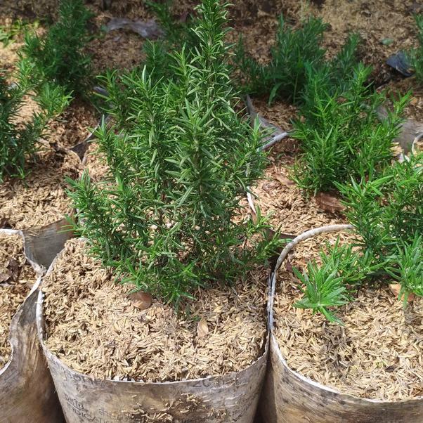 ☃ Tanaman rosemary rimbun/ polybag besar ⅍