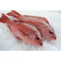 

Ikan - Kakap Merah per 250 Gram