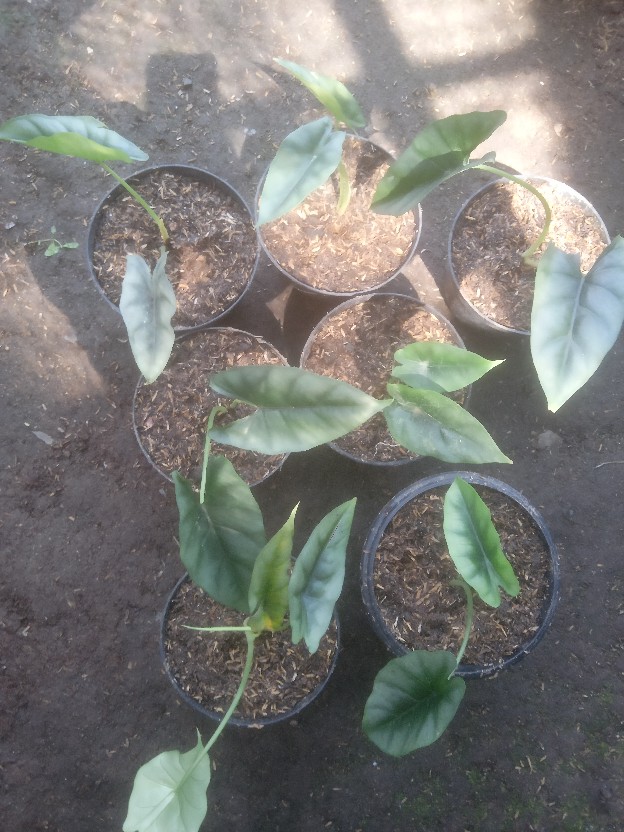 Termurah Alocasia Reversa Rawatan Daun 2 Minimal Order 5 Pohon