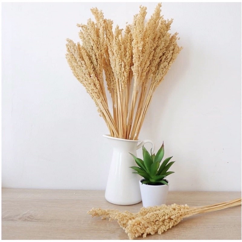 Cantel Kering Kualitas Premium / Cantel Bleching / Bunga Cantel / Sorgum / Bunga Sorgum / Dried Flow
