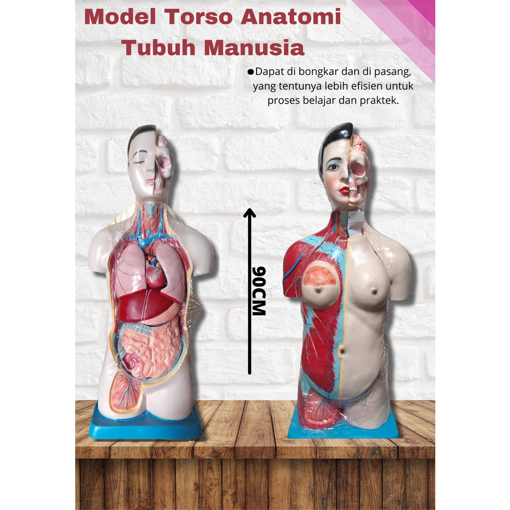 

Model Torso Anatomi Manusia Besar (Setengah Badan - 90cm)