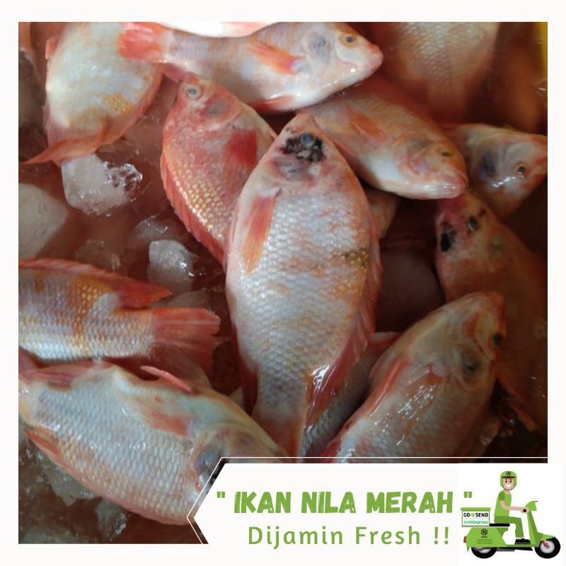 

Ikan Nila Merah Segar 1 kg