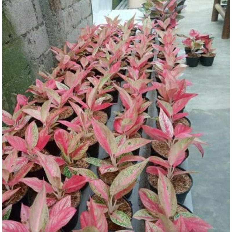aglonema legacy tulang merah