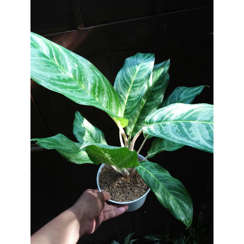 Aglaonema Klasik/Sri Rejeki