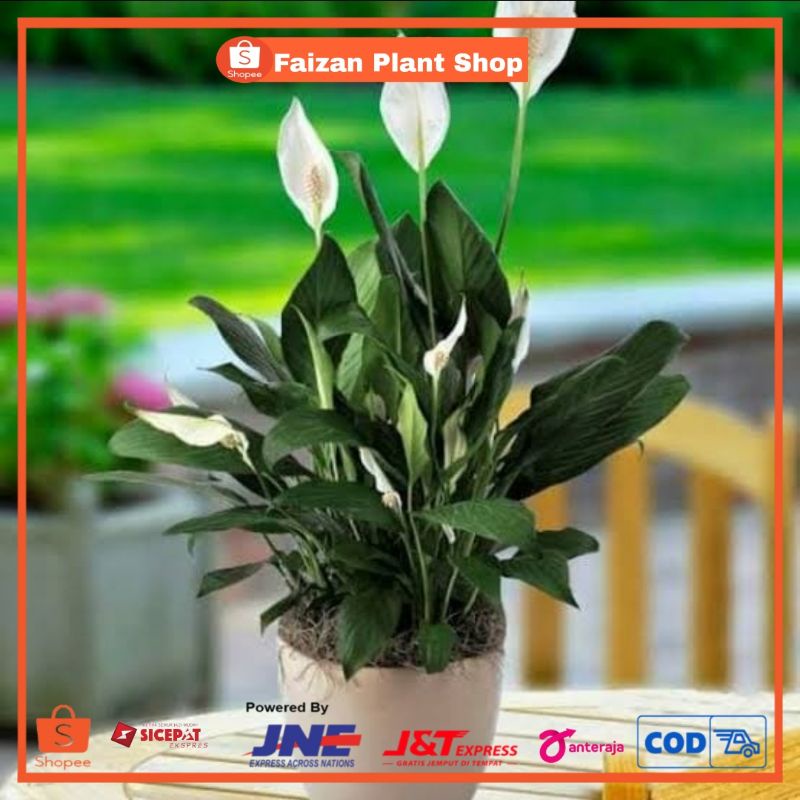 Jual Tanaman Hias Peace Lily Tanaman Hias Sepatu Pilum Tanaman Bunga Sepatu Pilum Shopee