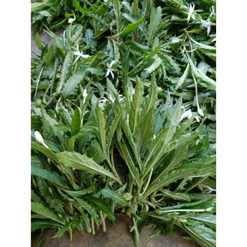 

daun kitolod segar per 1 kg