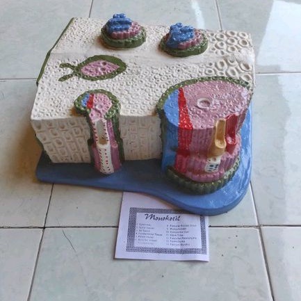 

monokotil alat peraga pendidikan model monokotil