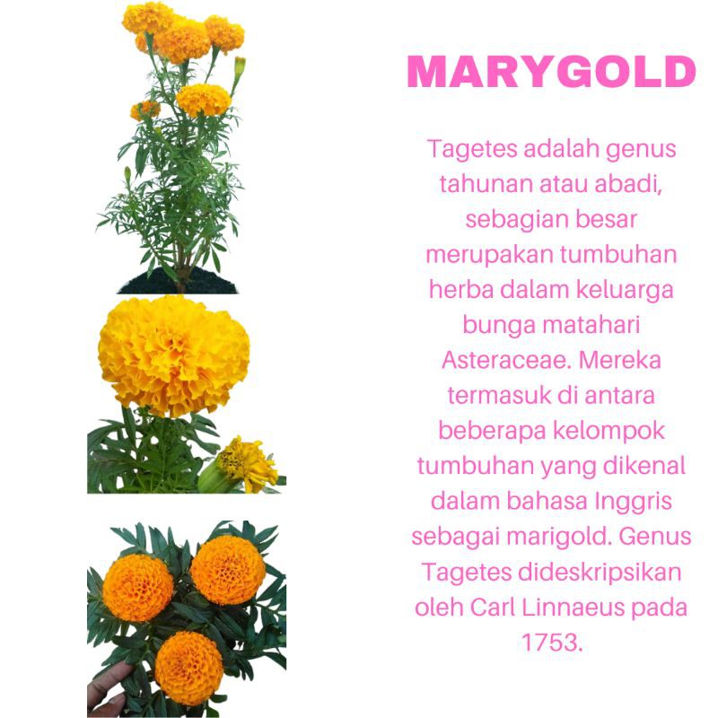 PROMO TANAMAN HIAS BUNGA MARYGOLD ORANGE KUALITAS SUPER | COD