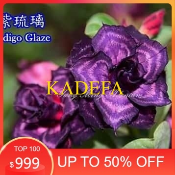 

bibit Bunga Kamboja adenium Jepang INDIGO GLAZE
