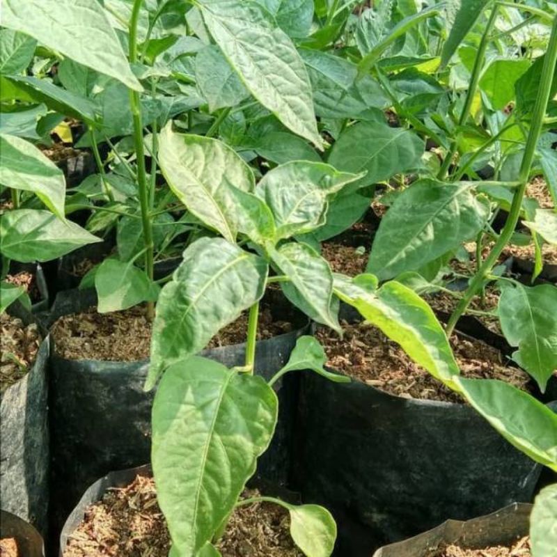 Bibit Tanaman Cabe Pedas/ Cabe Jably pedas