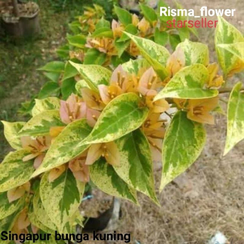 POHON BOUGENVILLE SINGAPUR BUNGA KUNING / TANAMAN HIAS