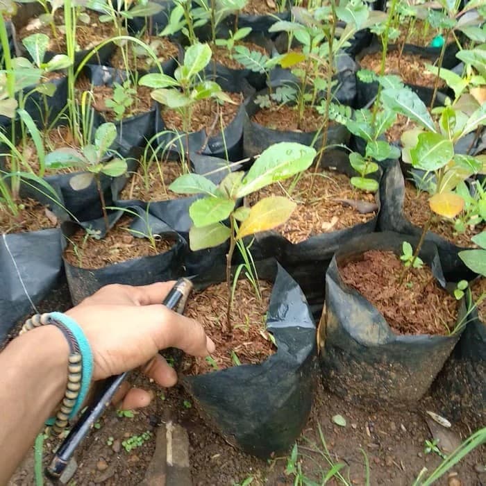 bibit bibit tanaman hias ketapang kencana - bibit pohon Ketapang