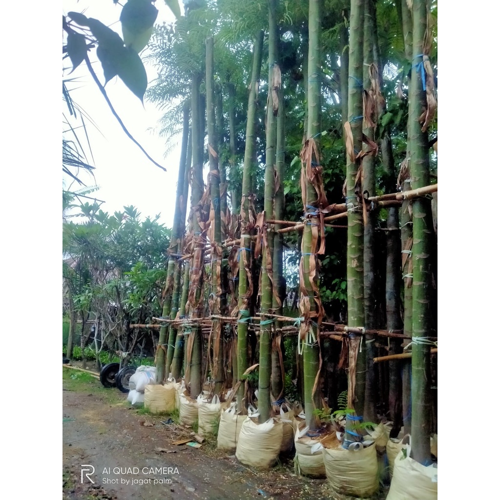 Planter Bag Ukuran 100 Liter Kualitas Tahan Lama