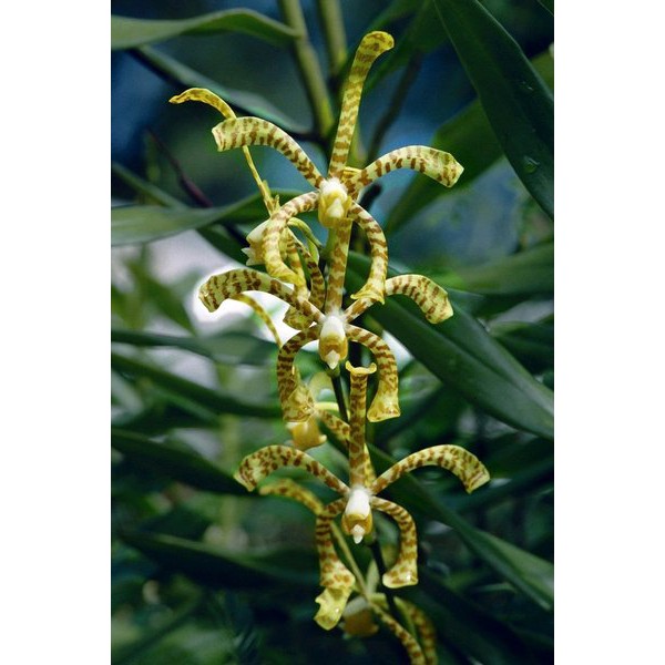 anggrek kalajengking ANGGREK TANAH