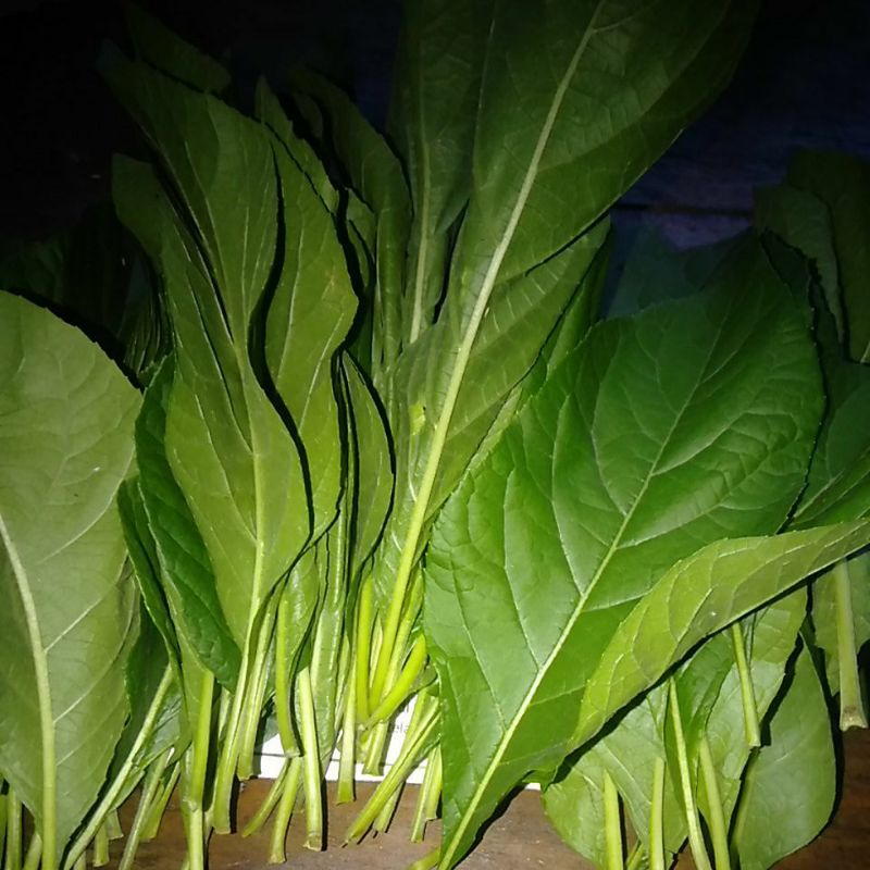 

Daun Pahit Afrika segar tanaman obat minim order 100 lembar@