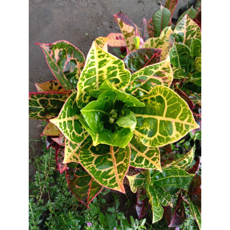 Bunga Puring kura Kura / Puring kuro murah berkualitas