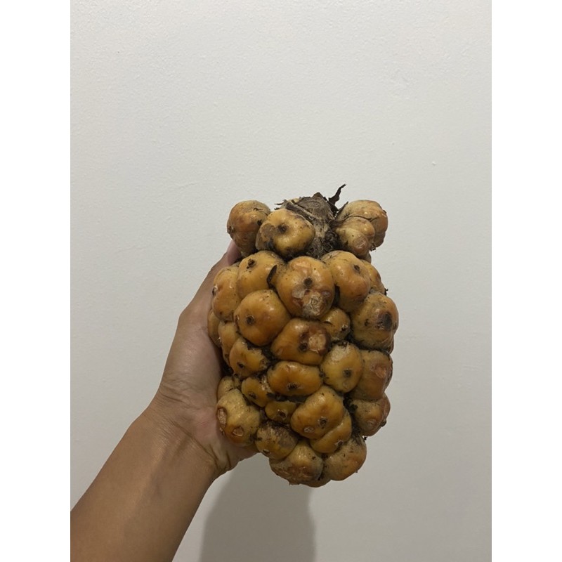 

ASAM CEKALA ASLI MEDAN