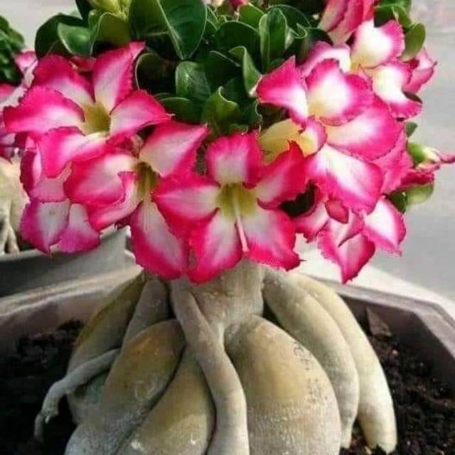 PROMO Bibit ADENIUM cabang seribu