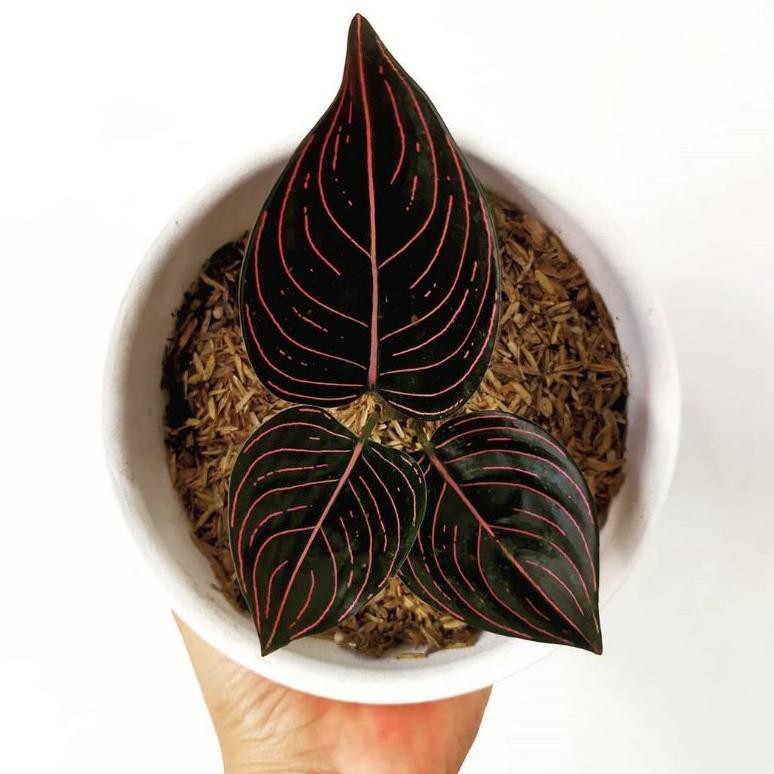 FLASH SALE COD Tanaman hias aglonema rotundum aceh - aglaonema rotundum aceh