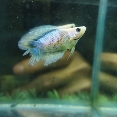 (RARE) IKAN CUPANG FEMALE DTHM/ FEMALE HMDT MASCOT GRIZZLE LEPAS BABY 100% REALPICT (KODE AJ3)