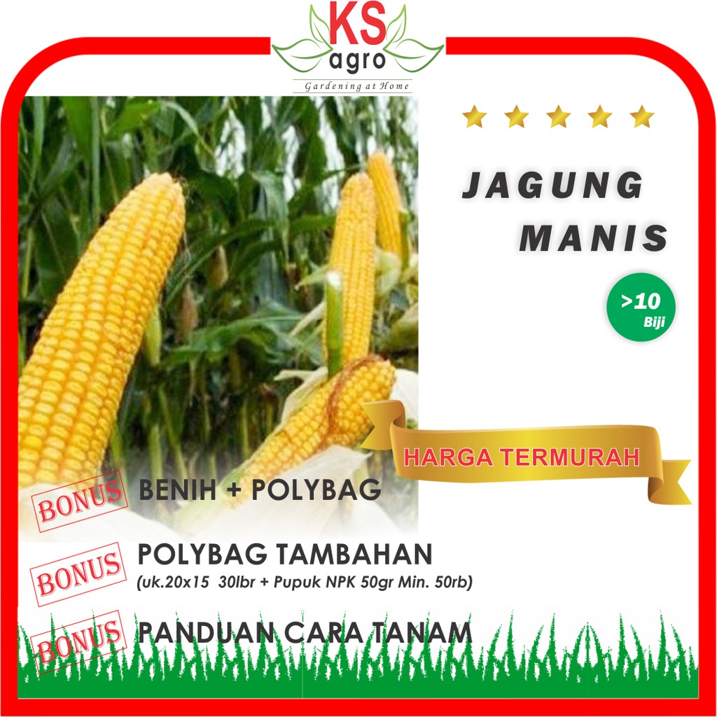 BENIH JAGUNG MANIS BIBIT BUAH UNGGUL