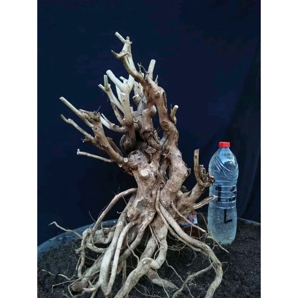 DONGKELAN BONSAI LANTANA GRUPING MEDIUM 25K