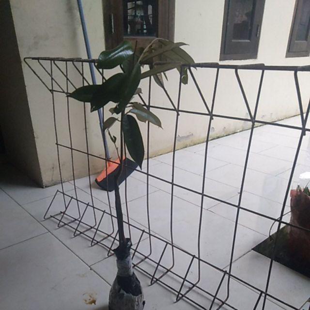 Bibit Durian Musangking Kaki Tiga