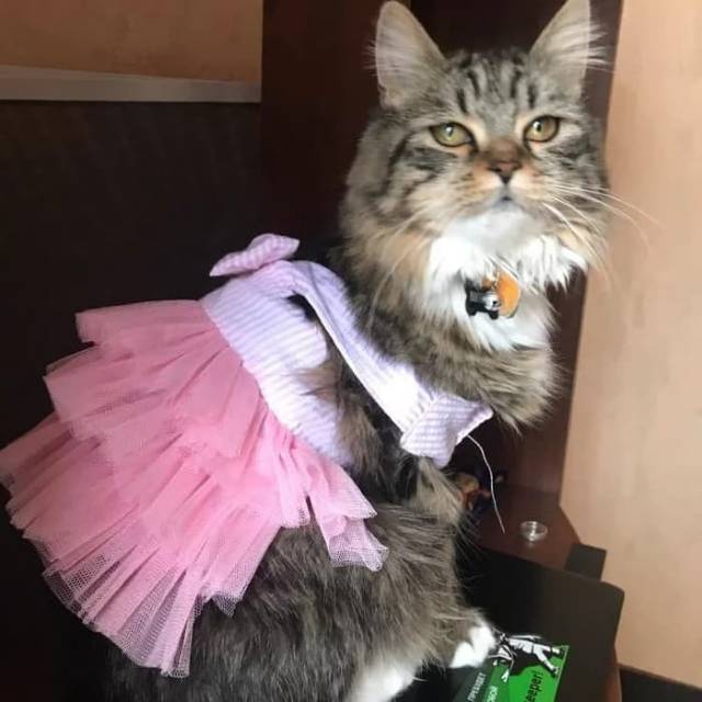 Pet Clothes &quot;DRESS TUTU PITA&quot; Baju Kucing Anjing