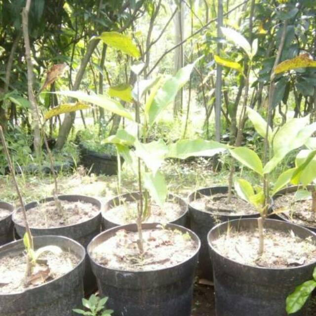 bibit bunga kantil merah