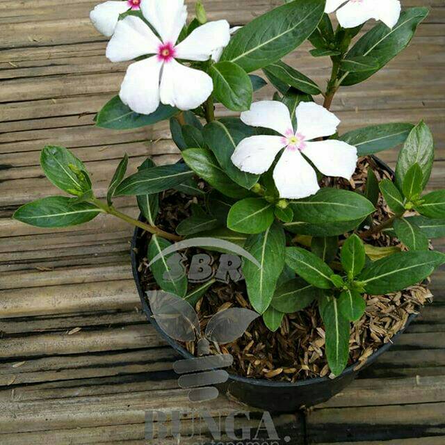 Vinca holland putih