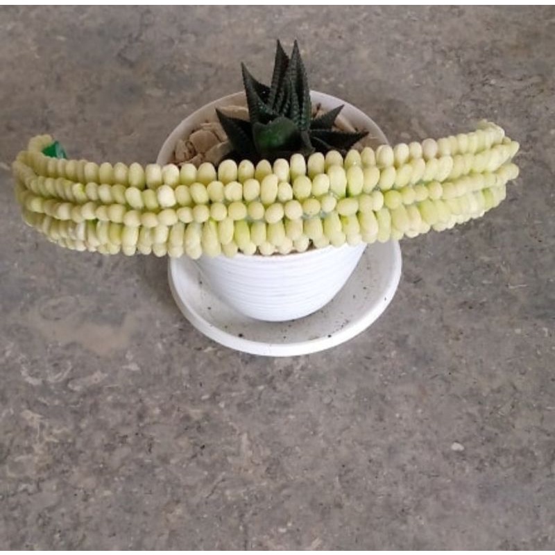 Melati  sultan (keket dgn bahan ringan)