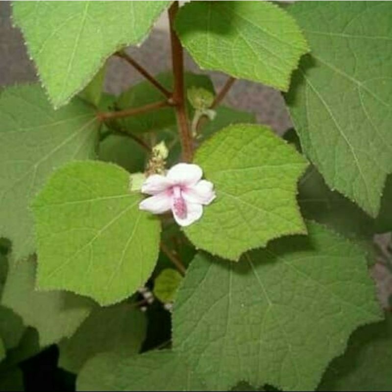 

daun pungpulutan segar herbal