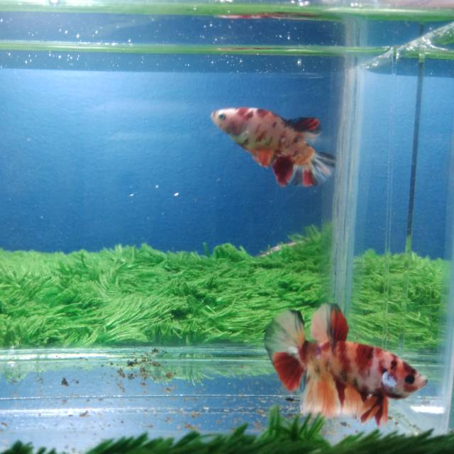 Cupang Nemo sepasang