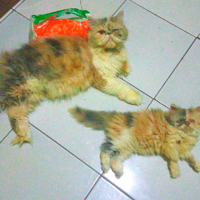 ika.marya35