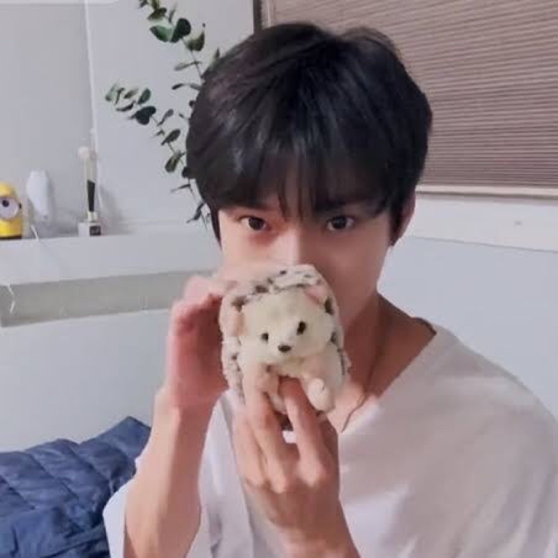 Sunlemon doyoung / kpop boneka landak hedgehog
