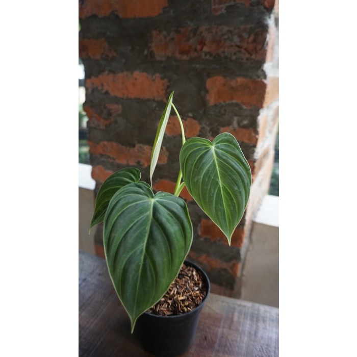 Philodendron Melanochrysum