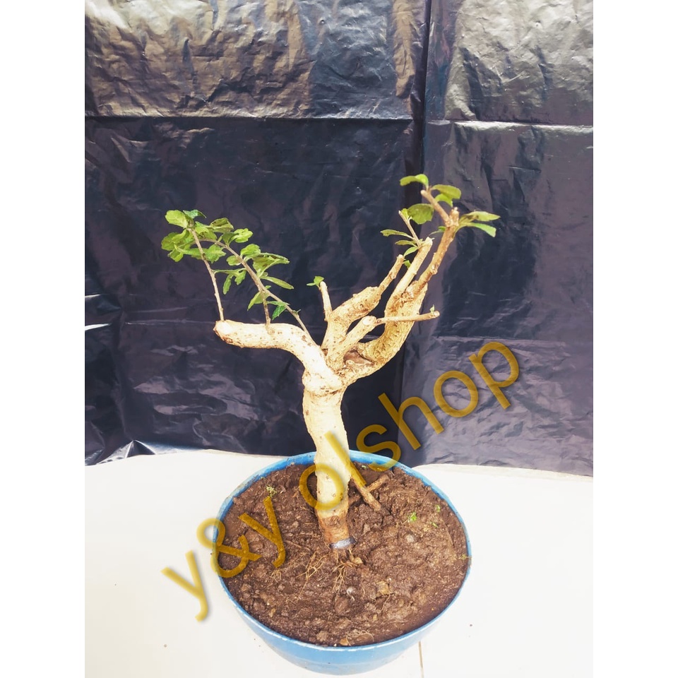 BAHAN BONSAI HOKIANTEA LOKAL/GAMBIRAN