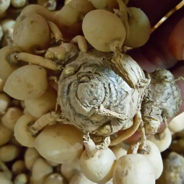 

Kunyit/kunir putih asli herbal alam