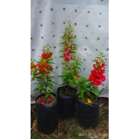 Bougenville ekor musang merah ORI