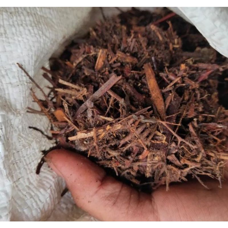 Andam Pakis Paku/Media Tanam Andam