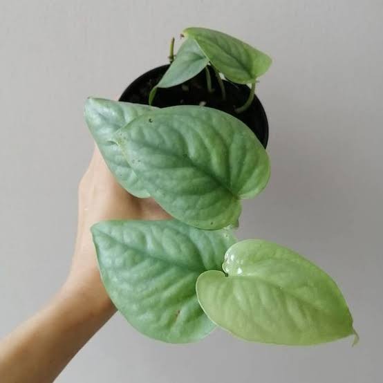 tanaman hias scindapsus lucens