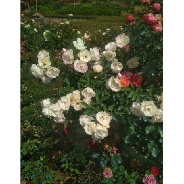 MAWAR RAMBAT INDUKAN CLIMBING ROSE