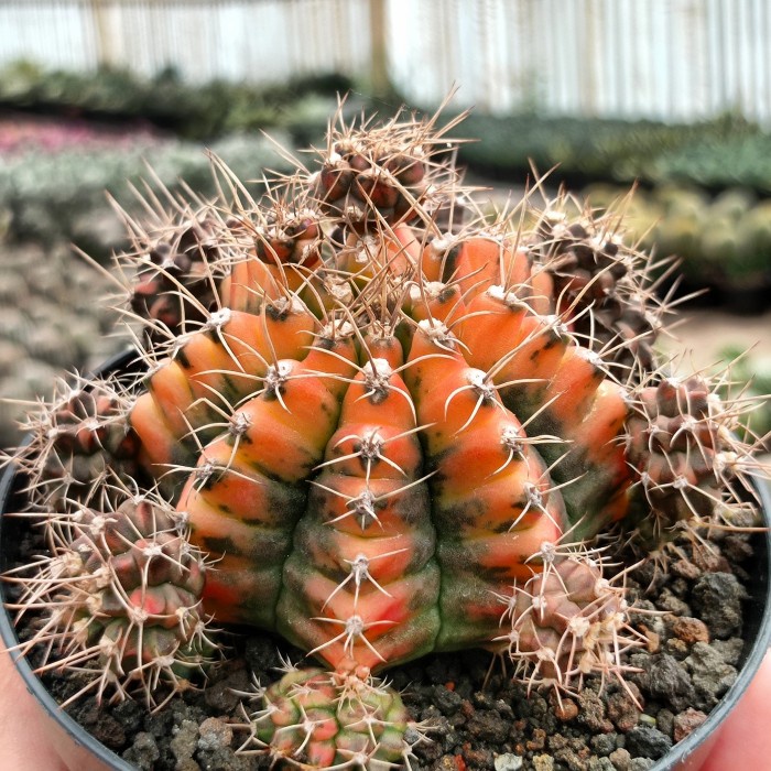 gymnocalycium mihanovichii yellow thailand