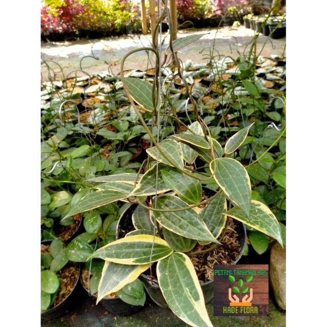Hoya macrophylla variegata macrophila variegata